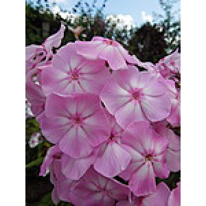 Флокс Phlox Мисс Ольга